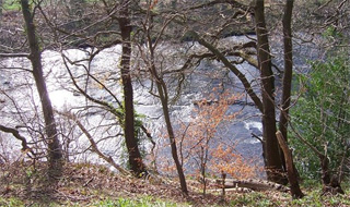 Low Burnhall Woodland Trust Wood